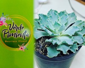 Verde pimienta - Boutique Floral